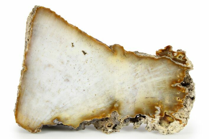 Agatized Fossil Coral - Florida #271629